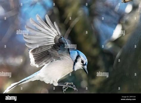 Blue Jay Flight In Backyard Habitat Stock Photo Alamy