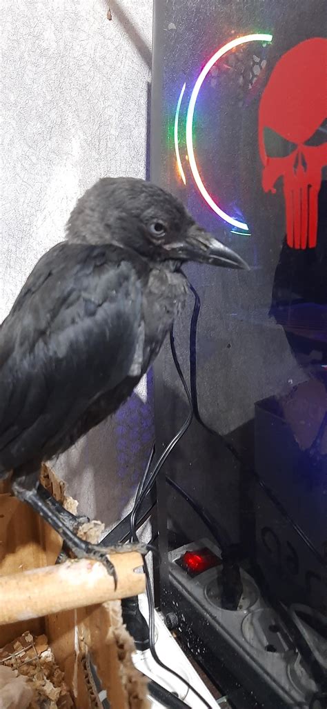 Why Are Top Experts So Worried About The Lyra Crow Leak? You Need To Know. Image 4