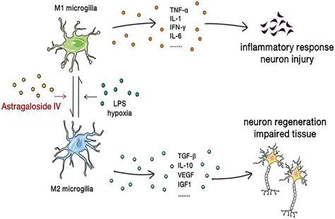 Frontiers Research Progress On The Ability Of Astragaloside Iv To