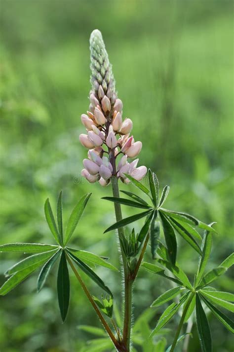 Lupinus Arcticus Growing Outdoors In A Sunny Day Blooming Lupine