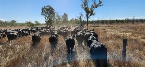 Gallery Triple B Brangus Central Queensland