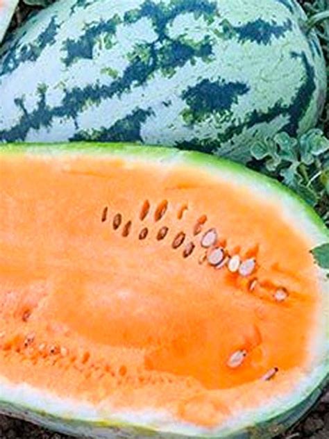 20 Orangeglo Watermelon Seeds 20 Etsy