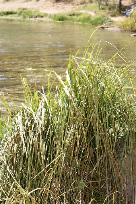 Lake Grass Grass Herbs Lake Photography Photograph Grasses Fotografie Herb Photoshoot