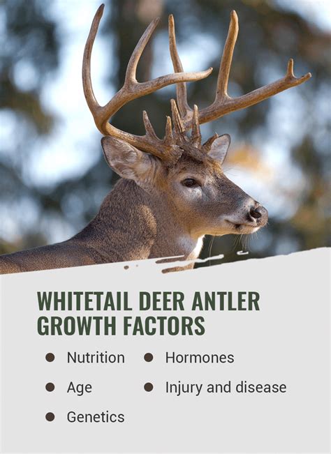 Whitetail Deer Antler Growth Process