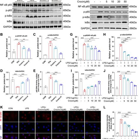 Effect Of Crocin On Nf B Pathway In Vivo And In Vitro A D