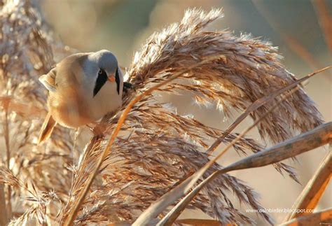 Mighty Fine Tits Focusing On Wildlife