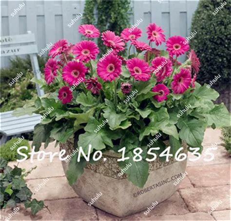 Buy 120 Pcs Gerbera Daisy Seeds | Free Shipping