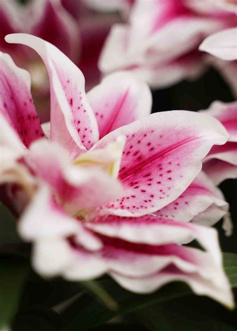 Decorum | Roselily (Plant)