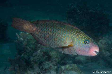 chlorurus sordidus daisy parrotfish reef life survey