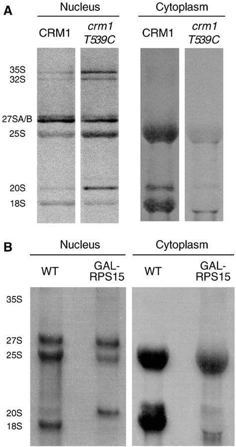 The Ribosomal Protein Rps15p Is Required For Nuclear Exit Of The 40s