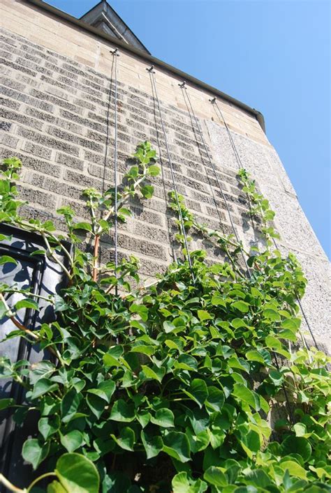 How To Grow Climbing Hydrangea On A Trellis