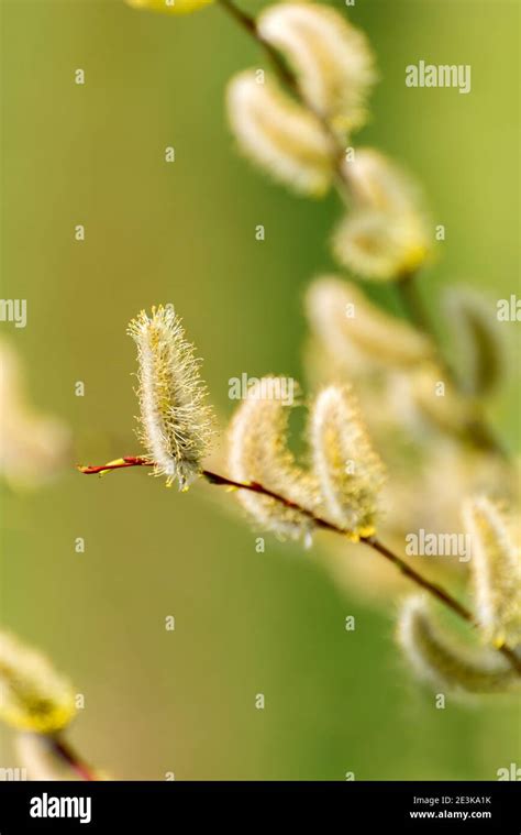 Early Spring Background Pussy Willow Catkins Close Up Selective Focus Spring Seasonal