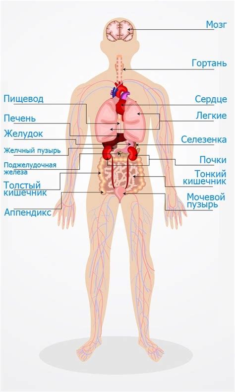 the human body with all its major organs and their corresponding names ...