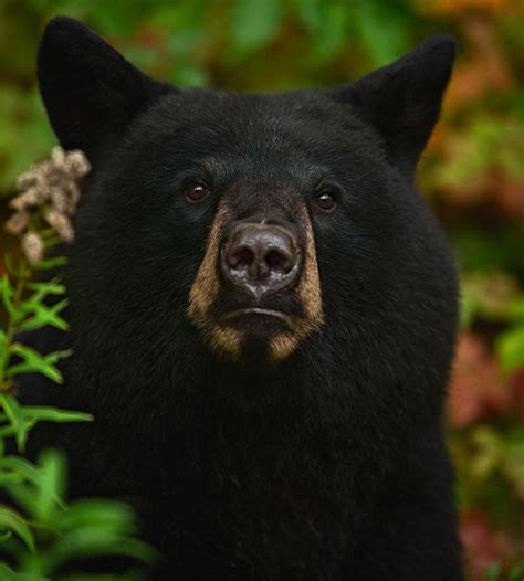 Pin By Wayne On Algonquin Park Black Bear Decor Bear Hunting Black Bear