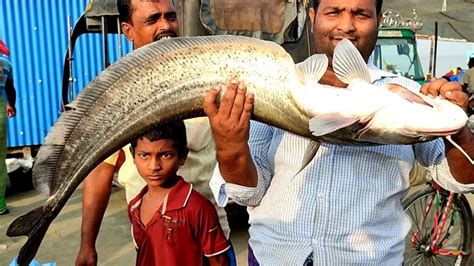 গরুর দামে বিক্রি হলো পদ্মার বিশাল বড় দানব আকৃতির বোয়াল মাছ ও ইলিশ মাছ