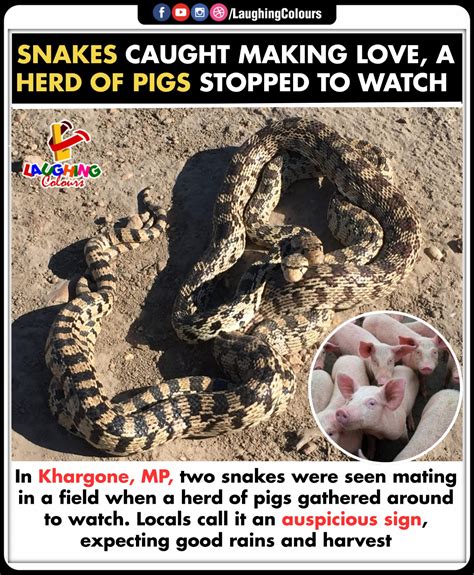 Laughing - Wild Wonders of Nature 🐍 #KhargoneNews #SnakeMating #