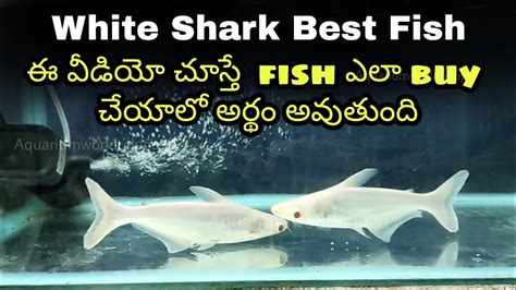 care shark fish  fish  beginners   care fish