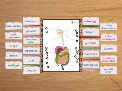 Sistema digestivo rompecabezas Recursos didácticos