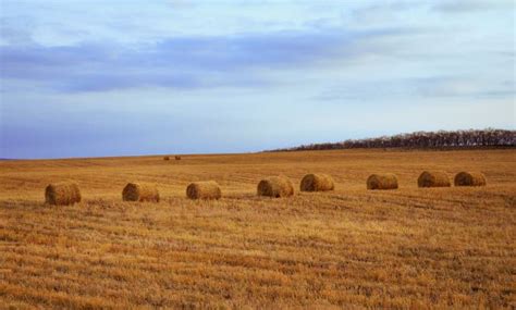 Free Images Plant Hay Field Farm Meadow Prairie Land Golden