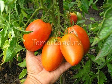 Томат золотой кенигсберг: отзывы, описание сорта, характеристики и фото