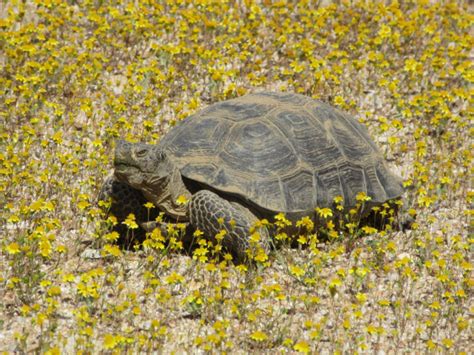 Laws Protecting Desert Tortoises Desert Tortoise Council