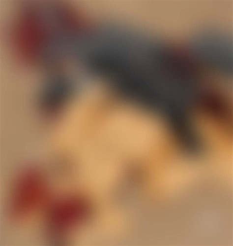 Furry Porn On Twitter New Hot Post On R FurryPornSubreddit MF Breeding That Royal Pussy