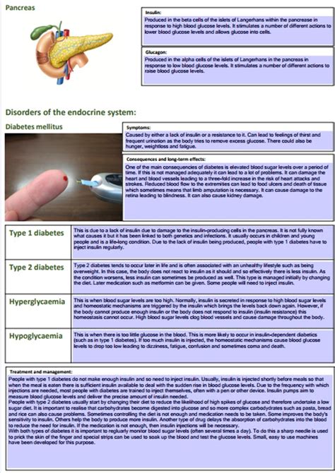 Btec Health And Social Care Unit 3 Endocrine System Illustrated Notebook Teaching Resources