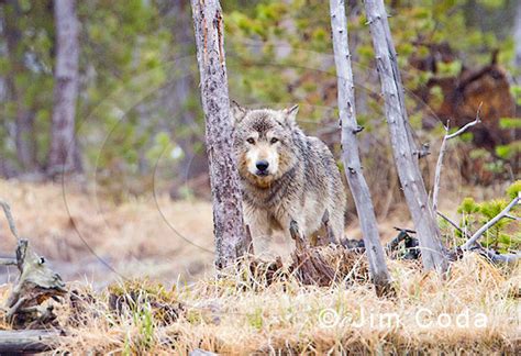 Gray Wolf, Yellowstone National Park - Jim Coda Nature Photography