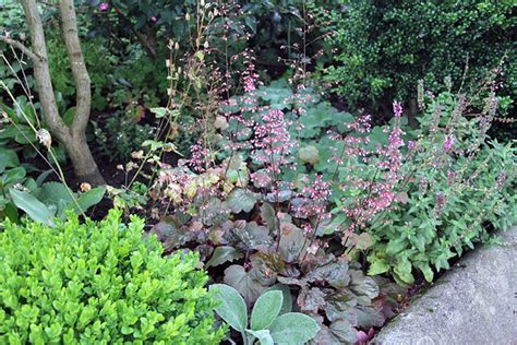 ГЕЙХЕРА. Выращивание из семян. Обсуждение на LiveInternet - Российский ...