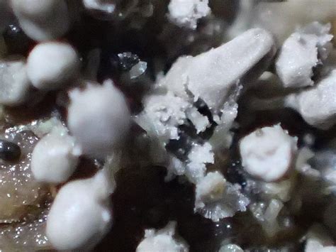 蕈哥菇妹園地the Forum Of Fungi Putting Taiwan Fungi On The Map