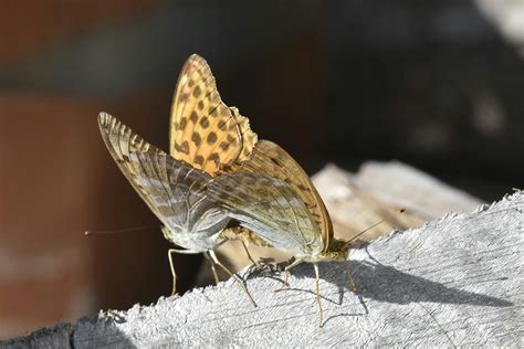 wood mate      wood mate stock  hd images