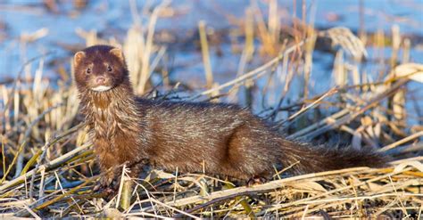 What Do Minks Eat Their Diet Explained A Z Animals