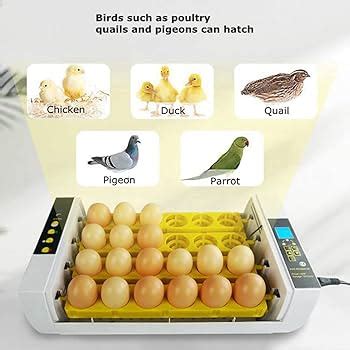 Automatic Egg Incubator Set Up Assembly