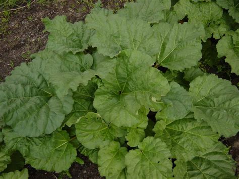 5 Plants That Look Like Rhubarb Progardentips