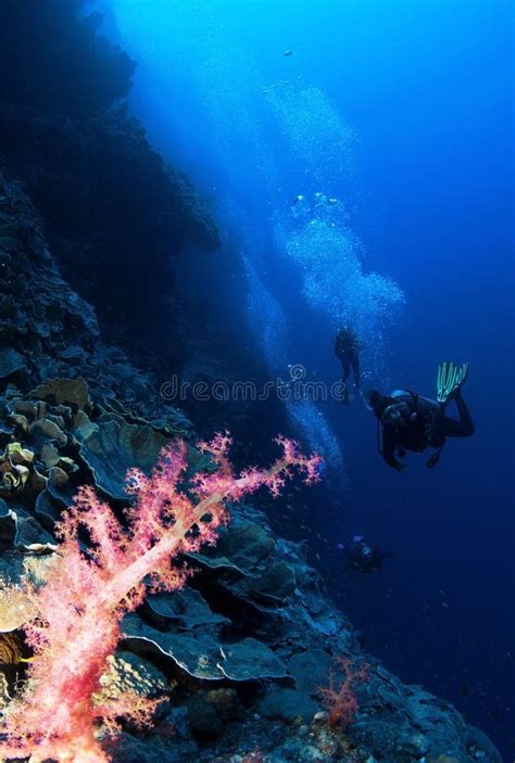 Mergulhador Da Caverna Foto De Stock Imagem De Mergulhador