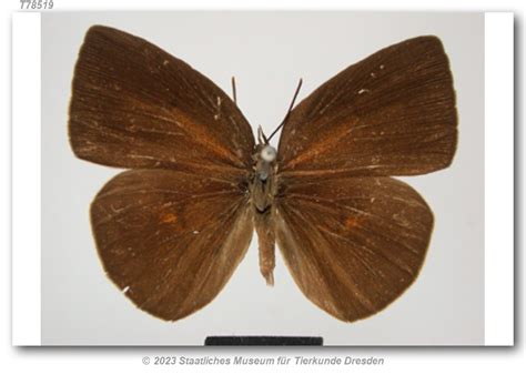 curetis tagalica celebensis  felder  felder