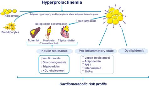 Frontiers The Interplay Between Prolactin And Cardiovascular Disease