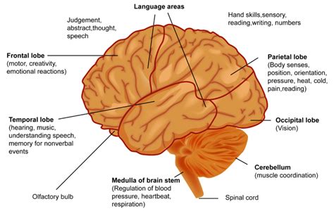 Map Of The Brain And Their Functions