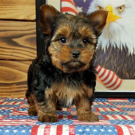 YORKSHIRE TERRIER | FEMALE | ID:4038-MK – Central Park Puppies