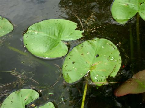 lily pads Lily Pads, Plant Leaves, Pictures, Plants, Photos, Plant