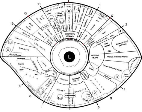 Left Eye Iridology Chart Here S A Quick Way To Get Iriscope