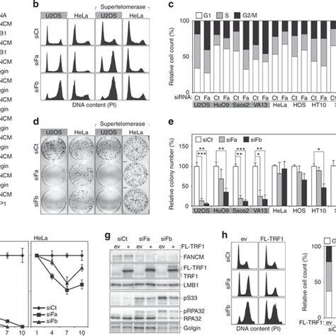 FANCM Supports Normal Cell Cycle Progression And Proliferation Of ALT