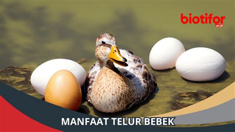 Manfaat Telur Bebek Khasiat Luar Biasa Wajib Diketahui Biotifor