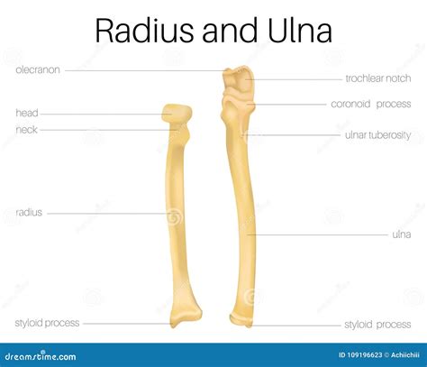 diagram elbow ulna diagram mydiagramonline