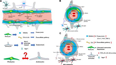 Frontiers New Insight Into Neurological Degeneration Inflammatory