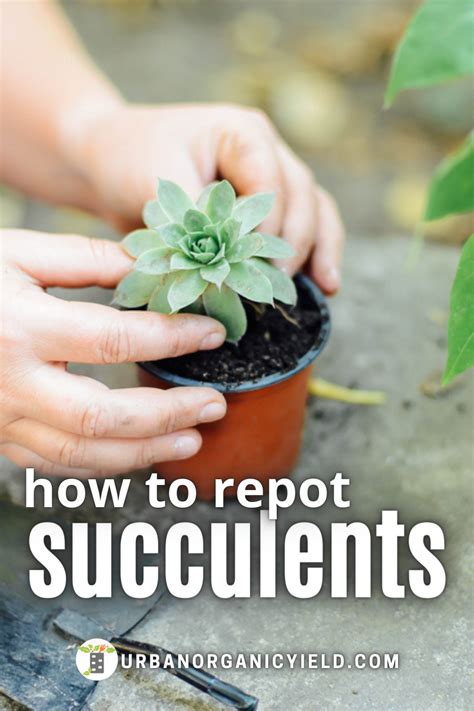 How to Repot Succulents Tips | Succulents, Air plant garden, How to ...