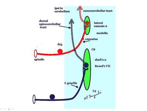 Spinocerebellar Tract