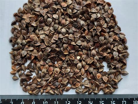 купить гречиху, цена на гречиху