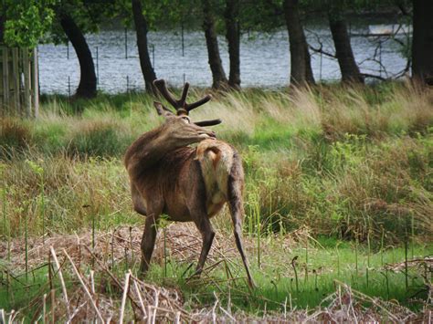 Photographs — Richmond Park — Deer — 20 May 2016 — 21 — wasaweb.net