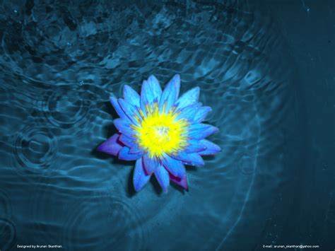blue lotus  arunan skanthan  dribbble